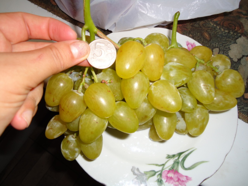 Белый столовый сорт винограда