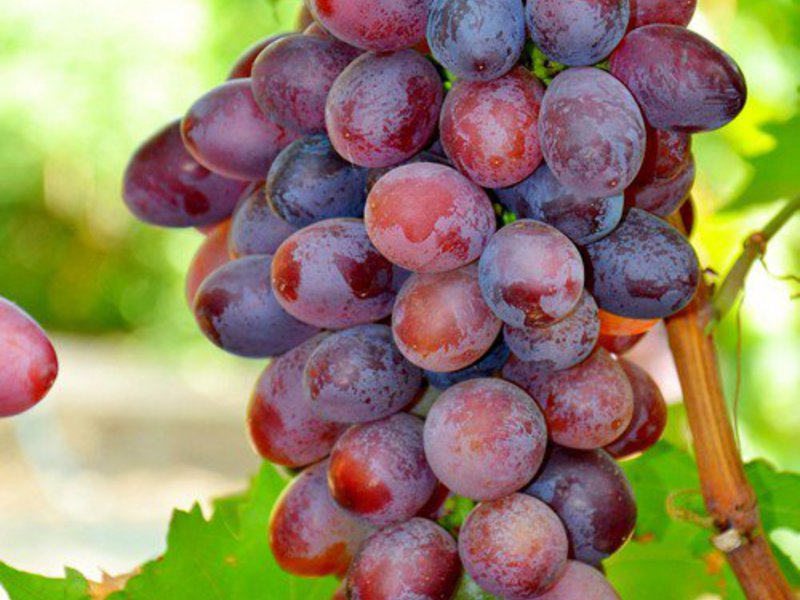 В чем особенность винограда виктория