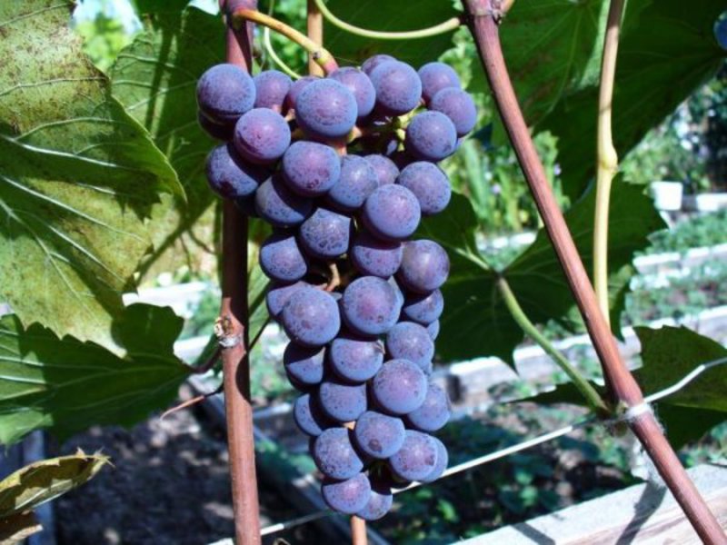 Как ухаживтаь за виноградом