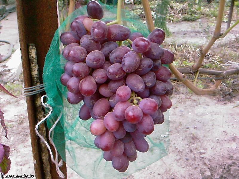 Сорт винограда ризамат