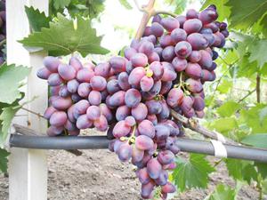 Виноград Красотка – это столовый сорт 