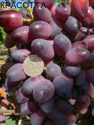 Красотка – столовый сорт винограда с гармоничными вкусовыми показателями 
