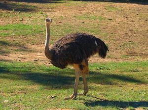 Африканский страус — это самая крупная птица