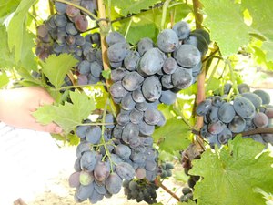 Вредители винограда руслан