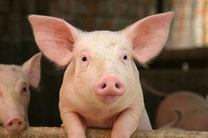 Свиноматки на ферме
