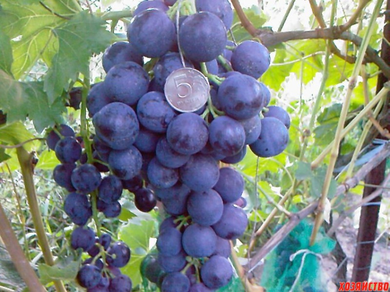 Сорт винограда Страшенский