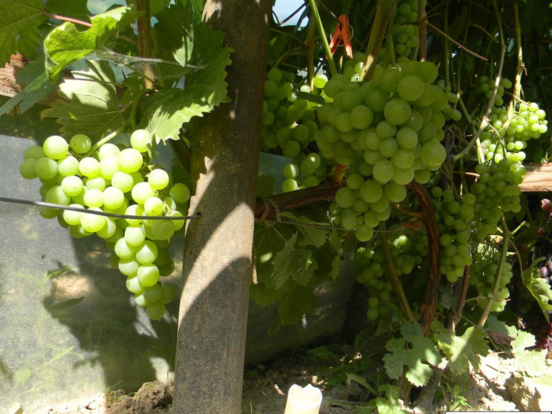 Как правильно сажать виноград галбена ноу 