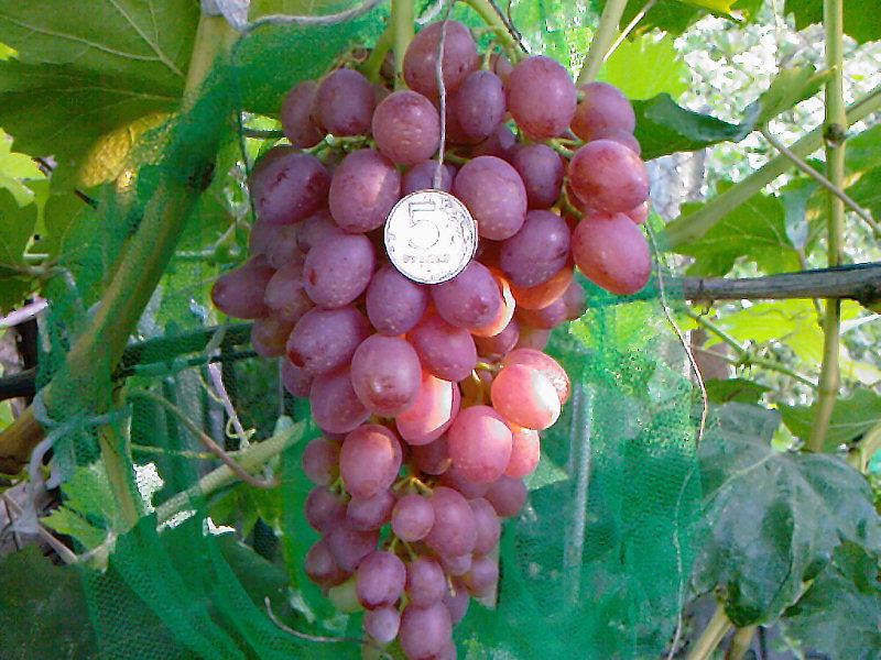 Размер грозди