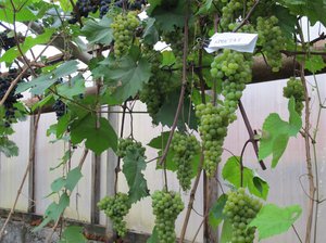 Сорта виноградов для Урала
