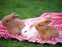 Кролики как домашние животные
