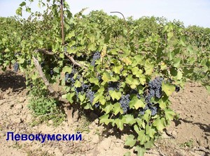 Выращивание сорта винограда