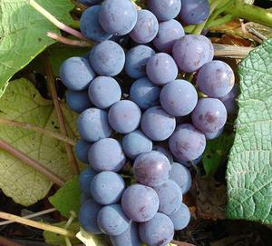 Какой на вкус виноград Левокумский