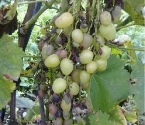 Болезни винограда сорта гарольд