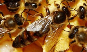 Как вывести пчелиную матку