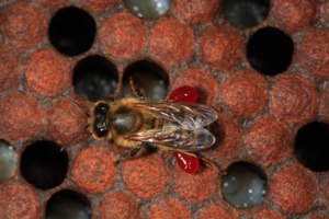 Какими болезнями могут болеть пчелы
