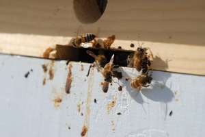 Чем болеют пчелы