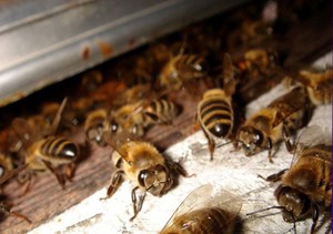 Причины заболеваний пчел