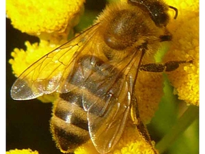 Как болеют пчелы