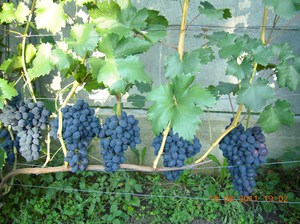 Размножение сорта винограда