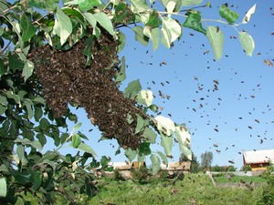 Роение пчел на пасеке