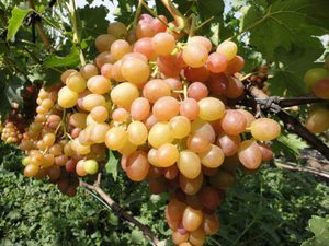 Виноград Хамалеон: как выглядят грозди