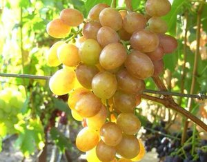 Вкусовые качества винограда Хамелеон