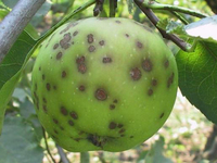 Как проявляется парша на яблонях