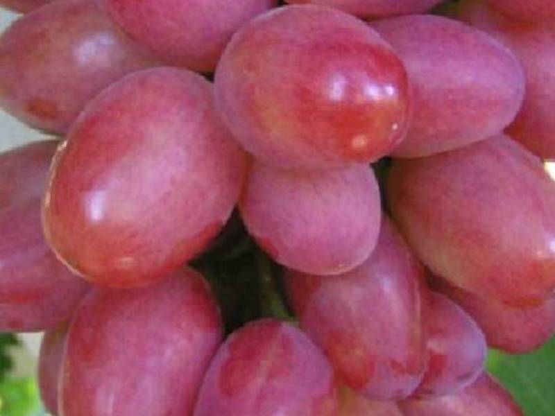 Ягоды винограда София
