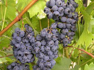 Черный виноград зилга