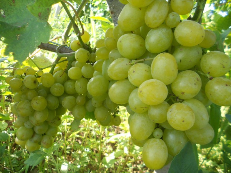 Урожайность винограда Гарольд