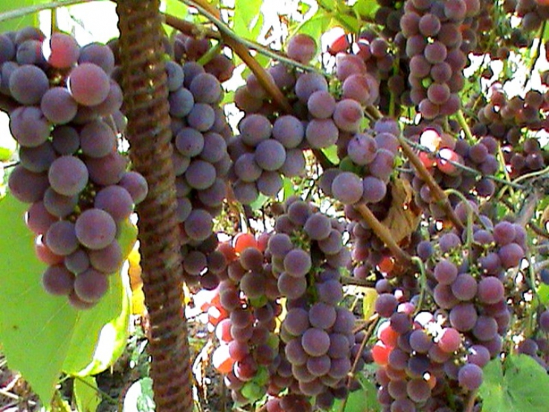 Способ выращивания винограда