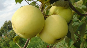 Какие удобрения нужны для яблони