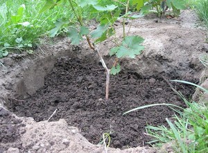 Правила посадки винограда черенками