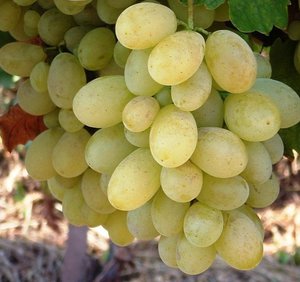 Мировые сорта белого винограда
