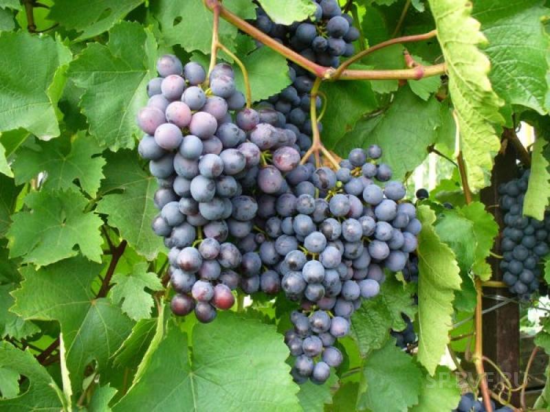 Как выгляди сорт винограда Агат Донской