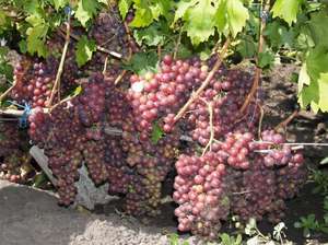Вкусный виноград гелиос