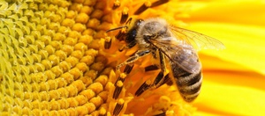 В чем польза пчелиного яда