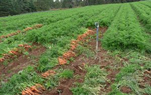 Как собать урожай моркови