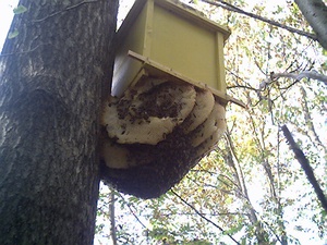 Материалы для изготовления пчел