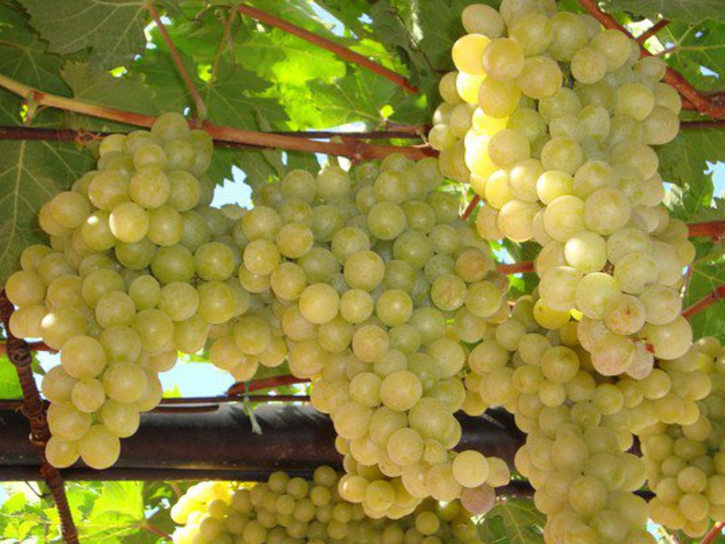 Использование сорта винограда