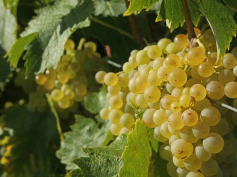 Как поливать винограда сорта восторг