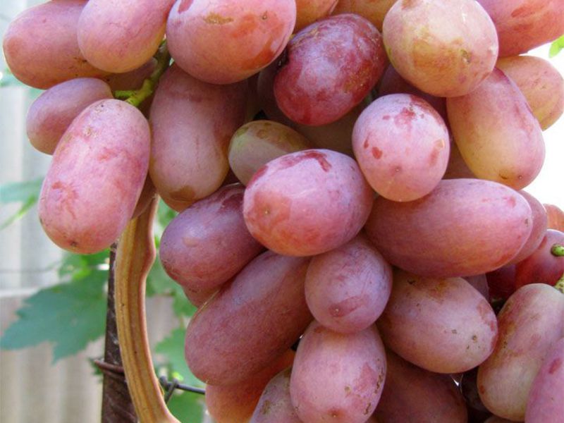 Как растет виноград юлиан