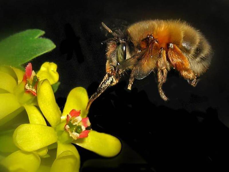 Описание разных пород пчел
