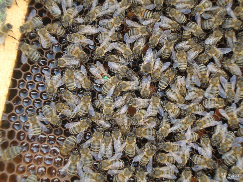 Как подкормить пчел