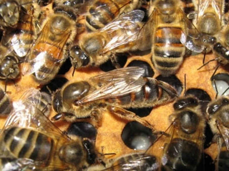 Определение породы пчелы