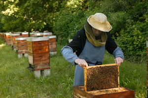 Пособие для начинающих пчеловодов