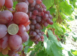 Размножение винограда сорта Анюта
