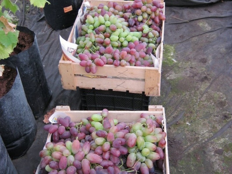 Вредители винограда сорта Краса Никополя