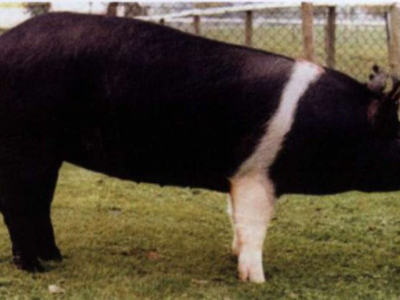 Характеристика пород свиней