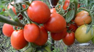 Как вырастить томаты 